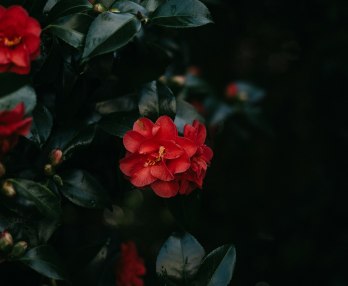 La Traviata